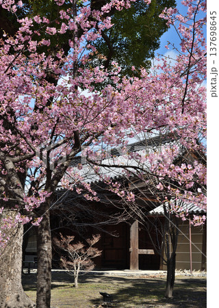 世界遺産東寺 東大門と河津桜(京都市南区) 世界遺産東寺 東大門と河津桜(京都市南区) 137698645