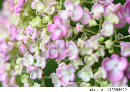 可愛い紫陽花の花びら 137698669