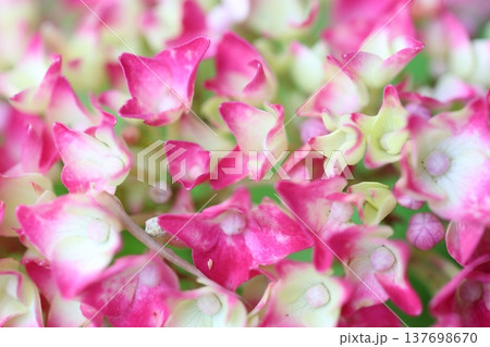 可愛い紫陽花の花びら 137698670