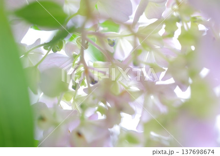 可愛い紫陽花の花びら 137698674