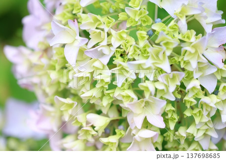 可愛い紫陽花の花びら 可愛い紫陽花の花びら 137698685