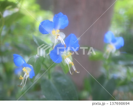 露草 露草 137698694