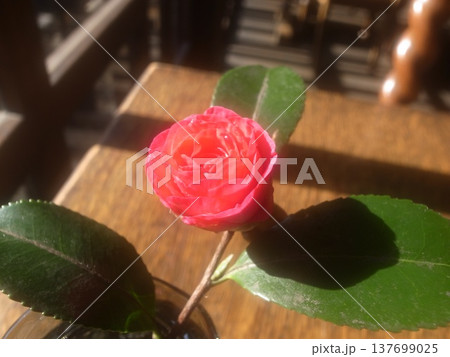 山茶花 山茶花 137699025