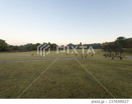 秋の奈良公園春日野園地と鹿 137699027