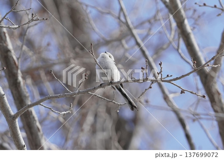 枝にとまるシマエナガ 137699072