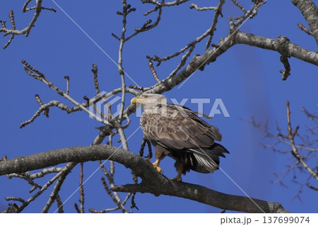 木の枝にとまるオジロワシ 137699074