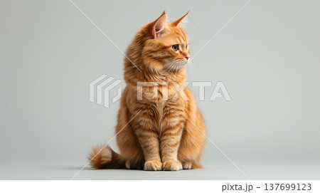 A domestic orange cat in a sitting position, with its tail wrapped around its body, isolated against a neutral background	 137699123