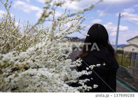 雪柳の花が続く道と女性の後ろ姿 137699288
