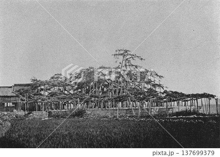 古写真　1894年　滋賀県大津市　唐崎神社境内の唐崎の松 137699379
