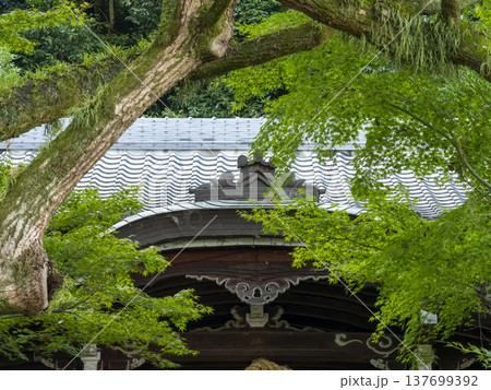 神社の青紅葉 137699392
