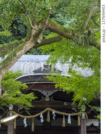 神社の青紅葉 137699403