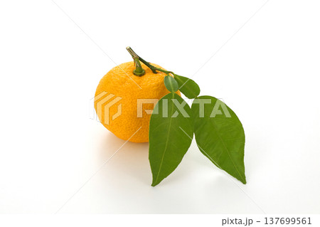 葉付き柚子 137699561