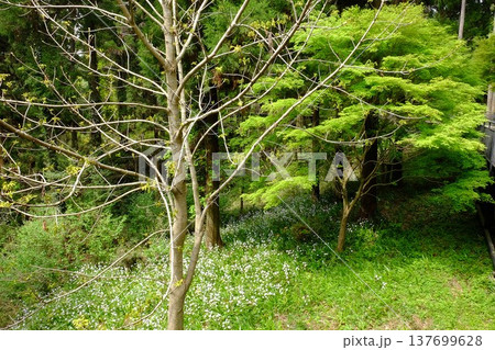 森の新緑　【相模原市津久井　4月】 137699628
