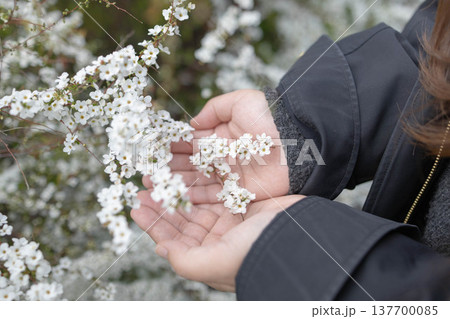 手のひらに咲く雪柳の花 手のひらに咲く雪柳の花 137700085