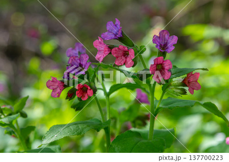 Vivid and bright pulmonaria flowers on green leaves background close up Vivid and bright pulmonaria flowers on green leaves background close up 137700223