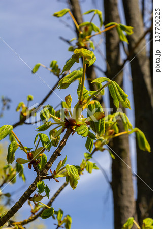 Green Chestnut Leaves in beautiful light. Spring season, spring colors. Aesculus hippocastanum, the horse chestnut 137700225