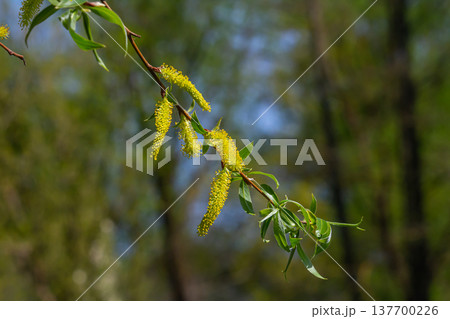 Green Weeping Willow Branches in Detail Green Weeping Willow Branches in Detail 137700226