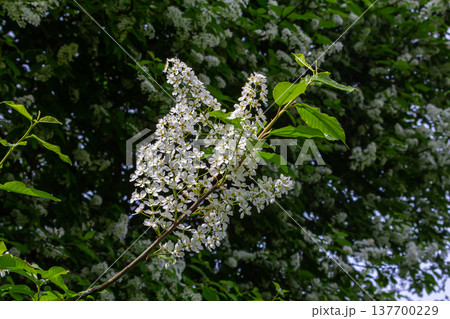 Selective focus photo. Bird cherry tree , Prunus padus blooming Selective focus photo. Bird cherry tree , Prunus padus blooming 137700229