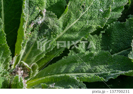 Mullein plant rosette in the spring. Verbascum fluffy leaves Mullein plant rosette in the spring. Verbascum fluffy leaves 137700231