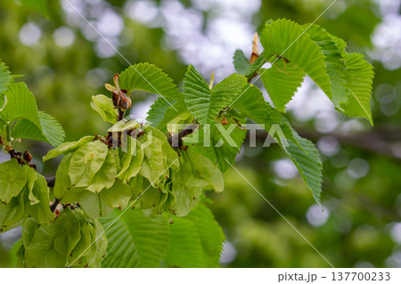 Close-up shot of the samara samarae of the Wych or Scots elm Ulmus glabra on the branches among green leaves in early spring 137700233