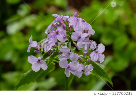 In spring, Lunaria rediviva blooms in the wild in the forest In spring, Lunaria rediviva blooms in the wild in the forest 137700235