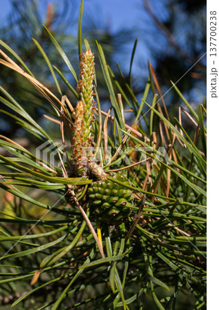 Selective focus of detail of ovoid and orange shoots of Pinus pinea and green needles with blurred background Selective focus of detail of ovoid and orange shoots of Pinus pinea and green needles with blurred background 137700238