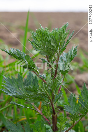 Artemisia vulgaris common mugwort allergen flowering Artemisia vulgaris common mugwort allergen flowering 137700243