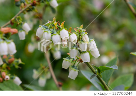 White blueberry flowers on a bush. Blueberry bud twig. White flowers. Summertime. Bush growing in a garden. Macro photography. White blueberry flowers on a bush. Blueberry bud twig. White flowers. Summertime. Bush growing in a garden. Macro photography. 137700244