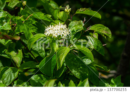 Cornus sanguinea red dog plant with flower and full leaf. Cornus drummondii, with tiny white flowers. Flowering shrub of Cornus controversy in the spring garden Cornus sanguinea red dog plant with flower and full leaf. Cornus drummondii, with tiny white flowers. Flowering shrub of Cornus controversy in the spring garden 137700255
