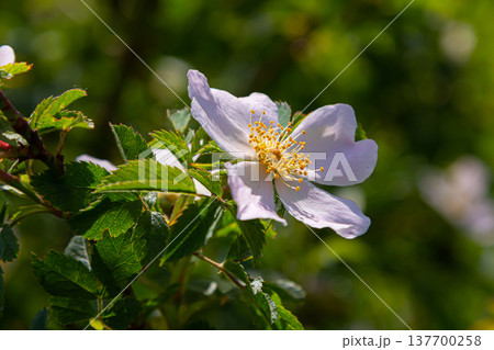 Dog rose, Rosa canina, is an important medicinal plant with pink or white flowers and is used in medicine. It is a wild rose and has red rosehip fruits in the fall 137700258