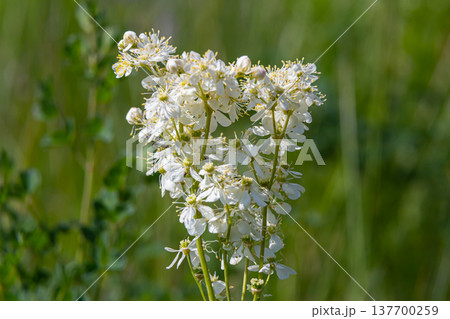 Filipendula vulgaris blooming in early summer in a pasture. Commonly known as dropwort or fern-leaf dropwort, is a perennial herbaceous plant in the family Rosaceae Filipendula vulgaris blooming in early summer in a pasture. Commonly known as dropwort or fern-leaf dropwort, is a perennial herbaceous plant in the family Rosaceae 137700259
