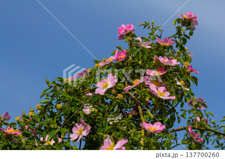 Dog rose, Rosa canina, is an important medicinal plant with pink or white flowers and is used in medicine. It is a wild rose and has red rosehip fruits in the fall Dog rose, Rosa canina, is an important medicinal plant with pink or white flowers and is used in medicine. It is a wild rose and has red rosehip fruits in the fall 137700260