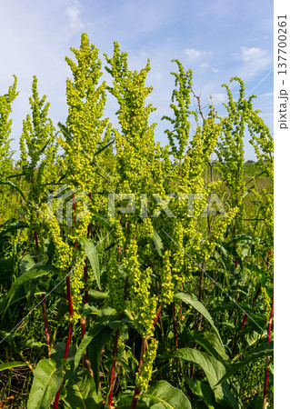 Part of a sorrel bush Rumex confertus growing in the wild with dry seeds on the stem 137700261