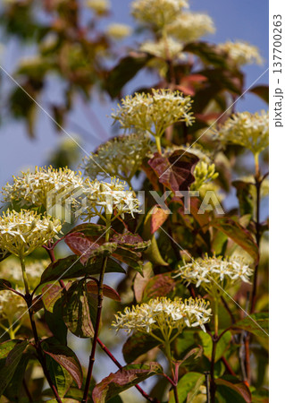 Cornus sanguinea red dog plant with flower and full leaf. Cornus drummondii, with tiny white flowers. Flowering shrub of Cornus controversy in the spring garden Cornus sanguinea red dog plant with flower and full leaf. Cornus drummondii, with tiny white flowers. Flowering shrub of Cornus controversy in the spring garden 137700263