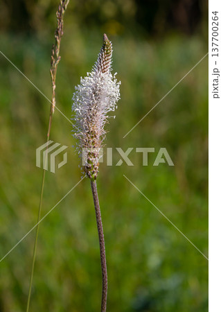 A close up of the wildflower Ribwort plantain, Plantago lanceolata 137700264