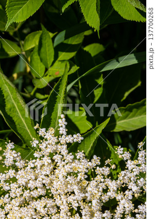 Flower buds and flowers of the Black Elder in spring, Sambucus nigra Flower buds and flowers of the Black Elder in spring, Sambucus nigra 137700268