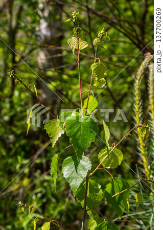 Close up view of flowering yellow catkins on a river birch tree betula nigra in spring, with blue sky background Close up view of flowering yellow catkins on a river birch tree betula nigra in spring, with blue sky background 137700269