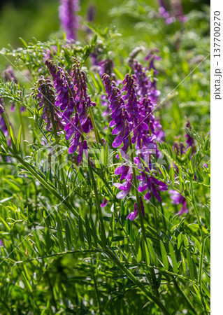 Vetch, vicia cracca valuable honey plant, fodder, and medicinal plant. Fragile purple flowers background. Woolly or Fodder Vetch blossom in spring garden Vetch, vicia cracca valuable honey plant, fodder, and medicinal plant. Fragile purple flowers background. Woolly or Fodder Vetch blossom in spring garden 137700270