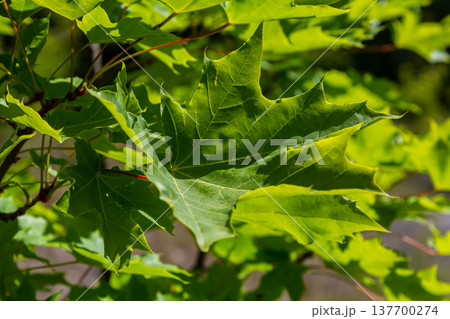 Close up of Acer platanoides, Norway maple, with sunlit new leaves on dark background. Image with selective focus and shallow depth of field 137700274