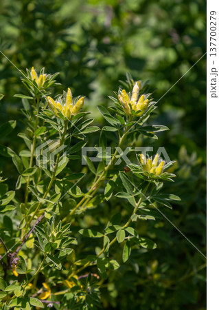 In the spring Chamaecytisus ruthenicus blooms in the wild In the spring Chamaecytisus ruthenicus blooms in the wild 137700279