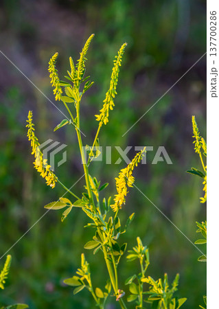 In the wild bloom Melilotus officinalis - honey, essential oil and medicinal plant 137700286