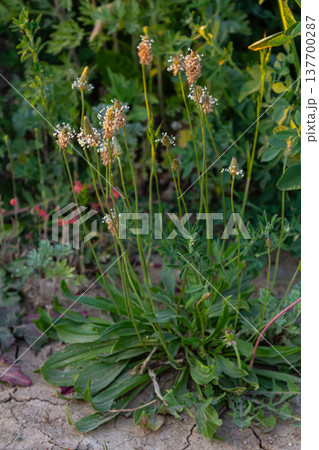 A close up of the wildflower Ribwort plantain, Plantago lanceolata A close up of the wildflower Ribwort plantain, Plantago lanceolata 137700287