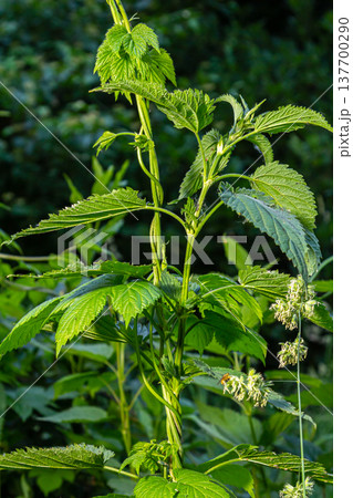 hop leaves. Humulus. green leaves of a climbing plant. natural autumn background, leaves close up. light, bright hop leaves. 137700290