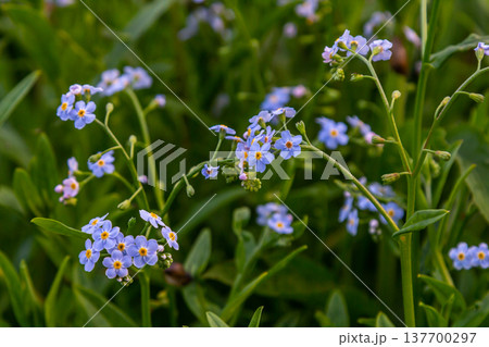 Water forget-me-not Myosotis scorpioides Myosotis palustris Myosotis flower tender flowers blossoming in spring time natural floral background Water forget-me-not Myosotis scorpioides Myosotis palustris Myosotis flower tender flowers blossoming in spring time natural floral background 137700297