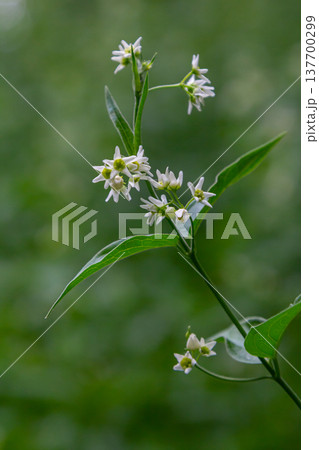 Vincetoxicum hirundinaria. Close up of white swallow wort.Vincetoxicum in the family Apocynaceae Vincetoxicum hirundinaria. Close up of white swallow wort.Vincetoxicum in the family Apocynaceae 137700299