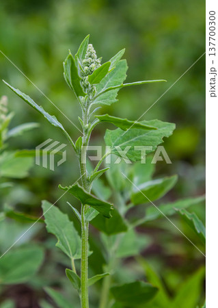 Chenopodium album, edible plant, common names include lamb's quarters, melde, goosefoot, white goosefoot, wild spinach, bathua and fat-hen Chenopodium album, edible plant, common names include lamb's quarters, melde, goosefoot, white goosefoot, wild spinach, bathua and fat-hen 137700300