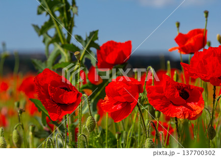 Papaver rhoeas or common poppy, red poppy is an annual herbaceous flowering plant in the poppy family, Papaveraceae, with red petals Papaver rhoeas or common poppy, red poppy is an annual herbaceous flowering plant in the poppy family, Papaveraceae, with red petals 137700302
