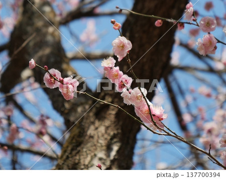 咲き始めた梅の花 咲き始めた梅の花 137700394
