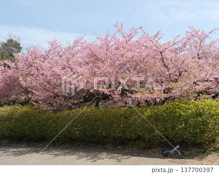 河津桜が咲く公園 河津桜が咲く公園 137700397