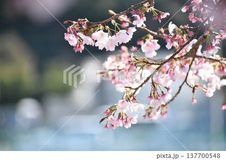 春陽の中で 137700548